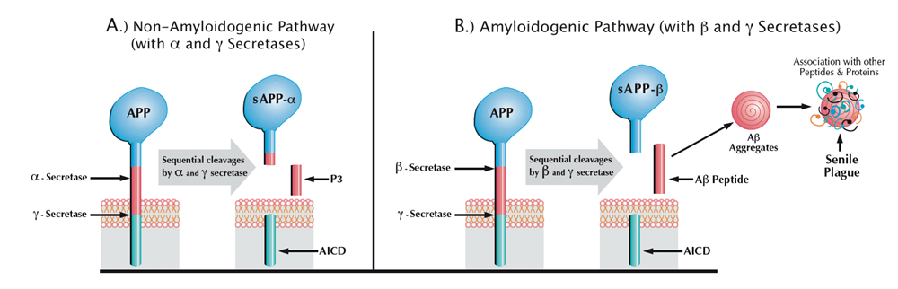 Proteolytic Processing of APP